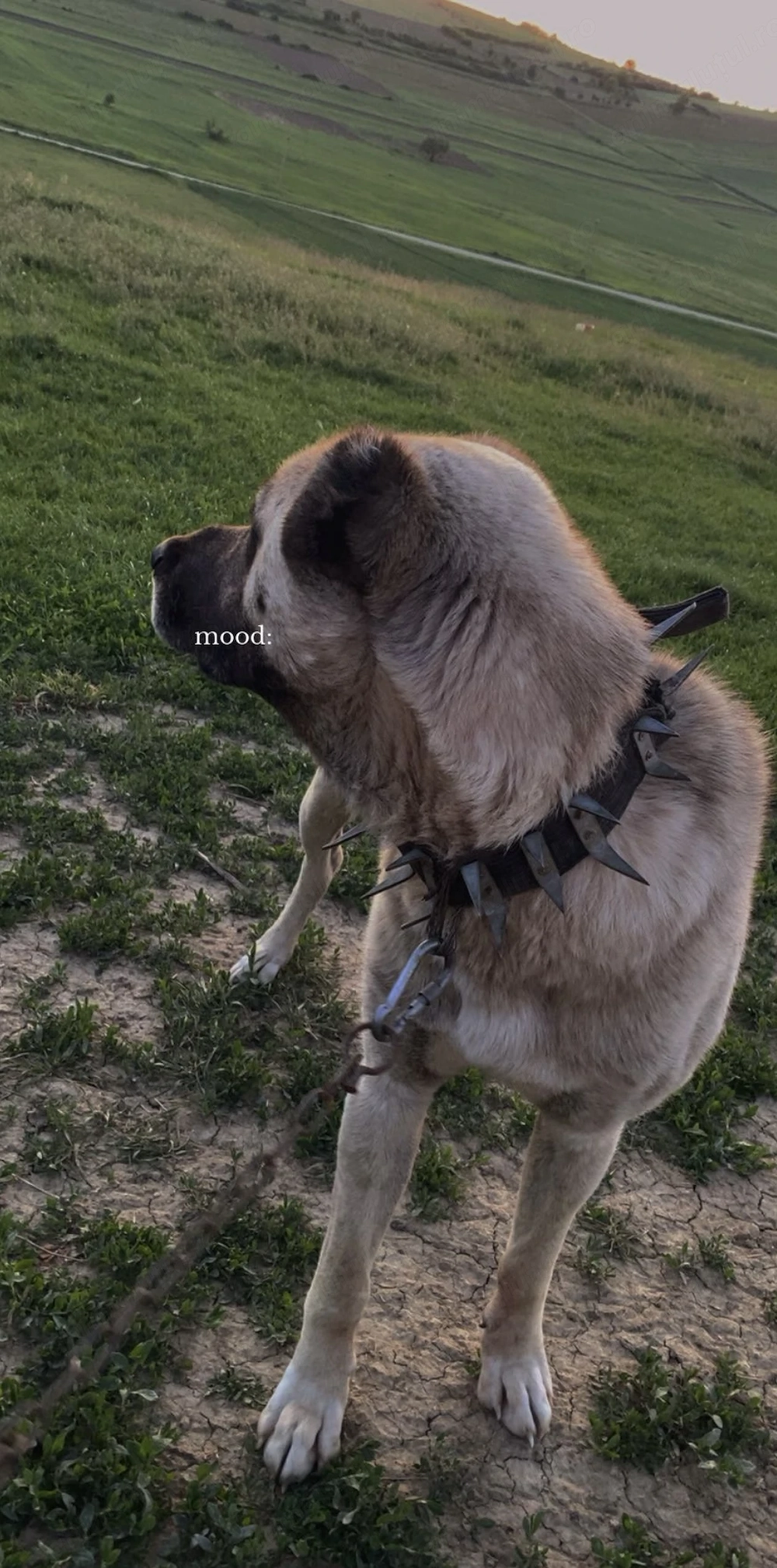 Kangal Adult de Vanzare 