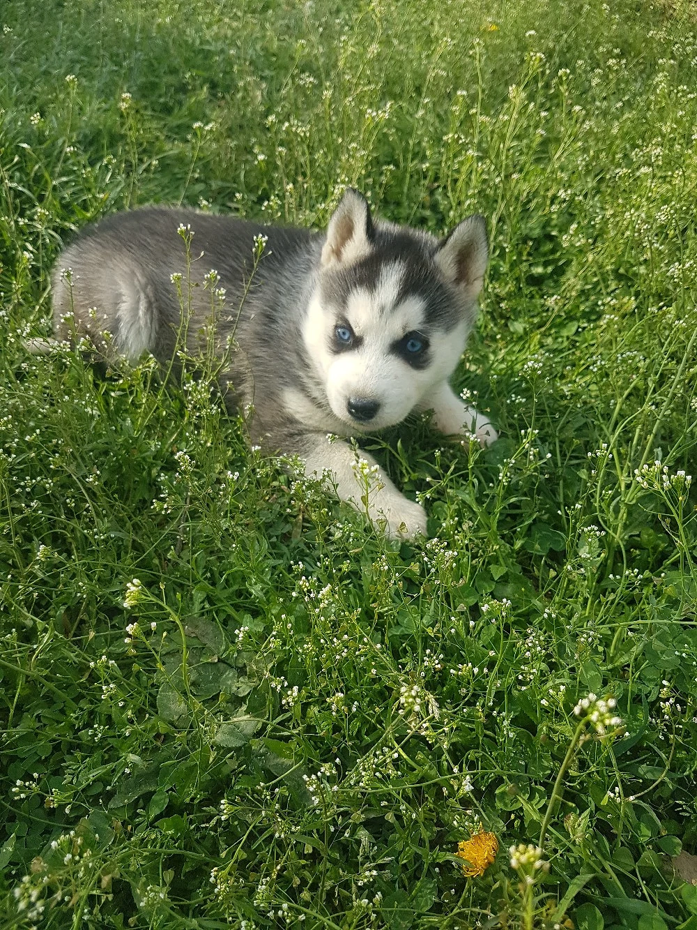 Catel Husky