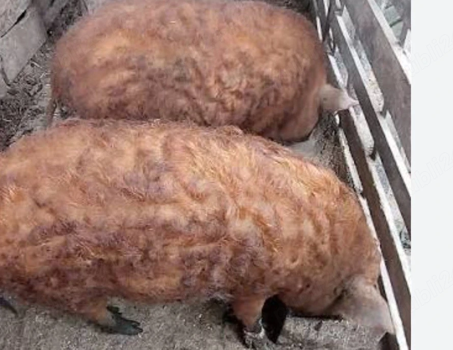 porci.mangalita