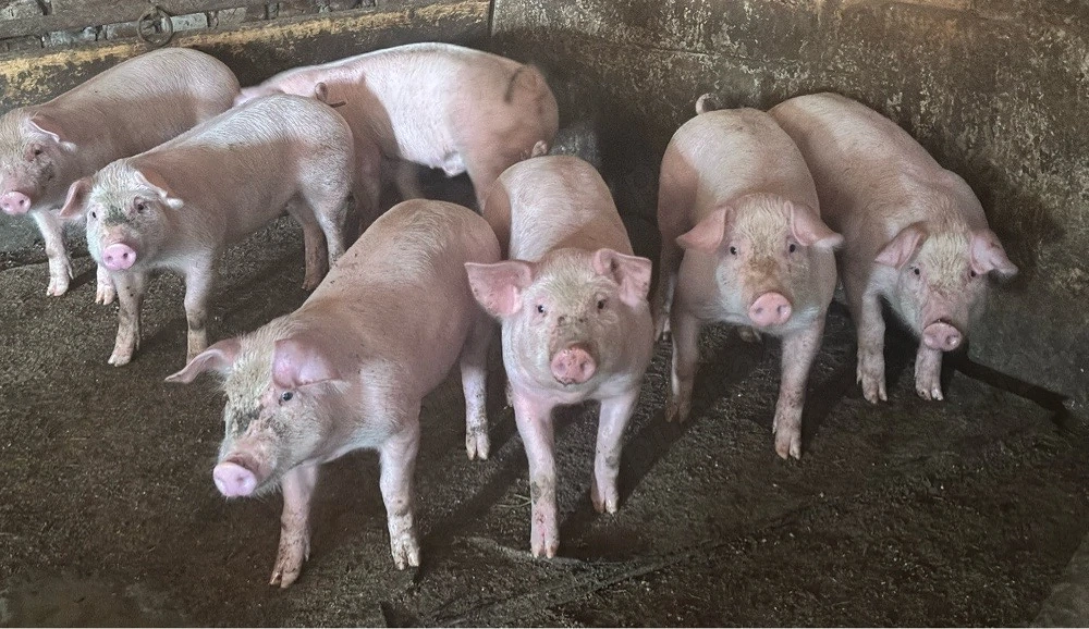 porci de rasa 