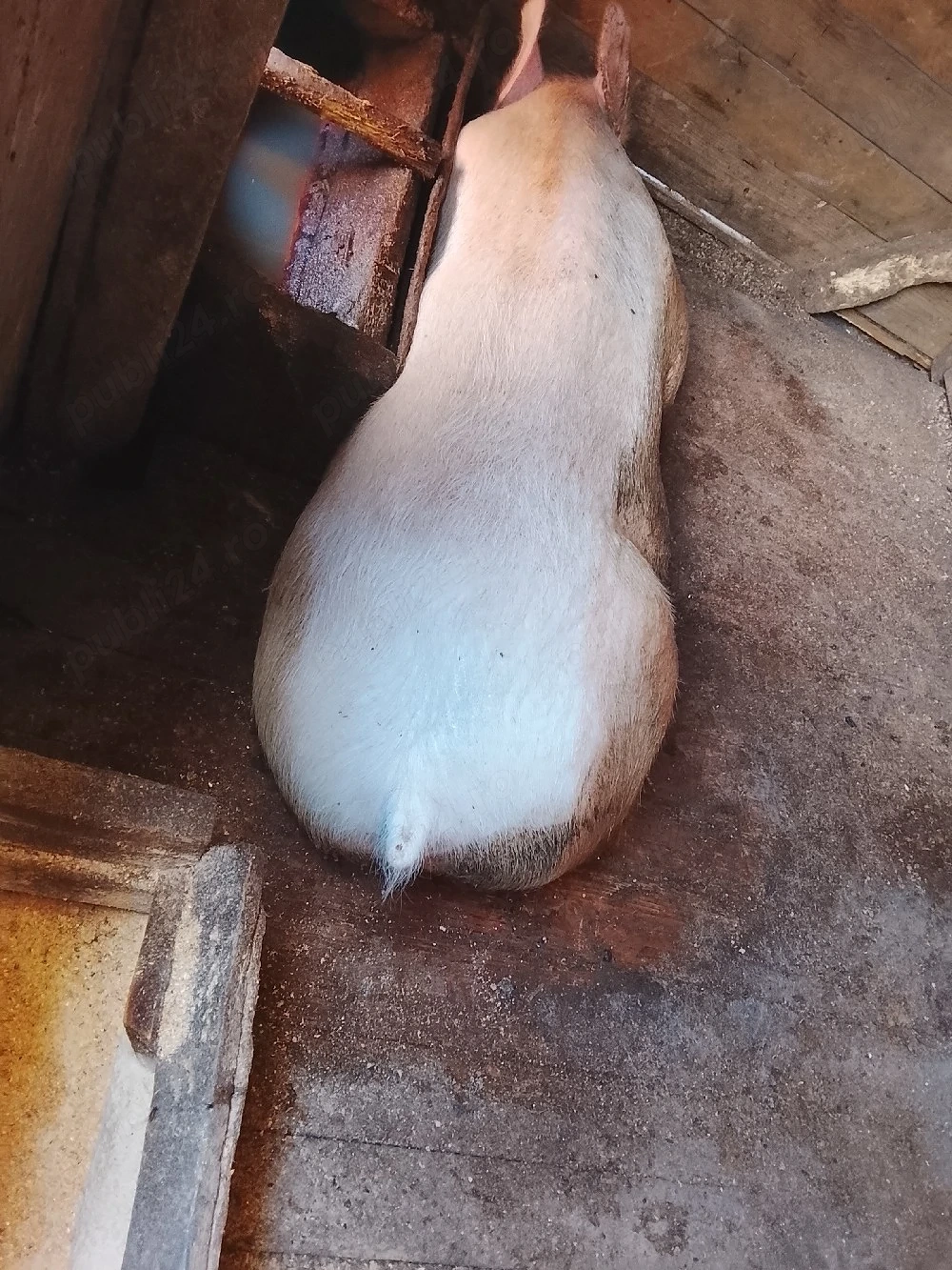 vind porc de carne