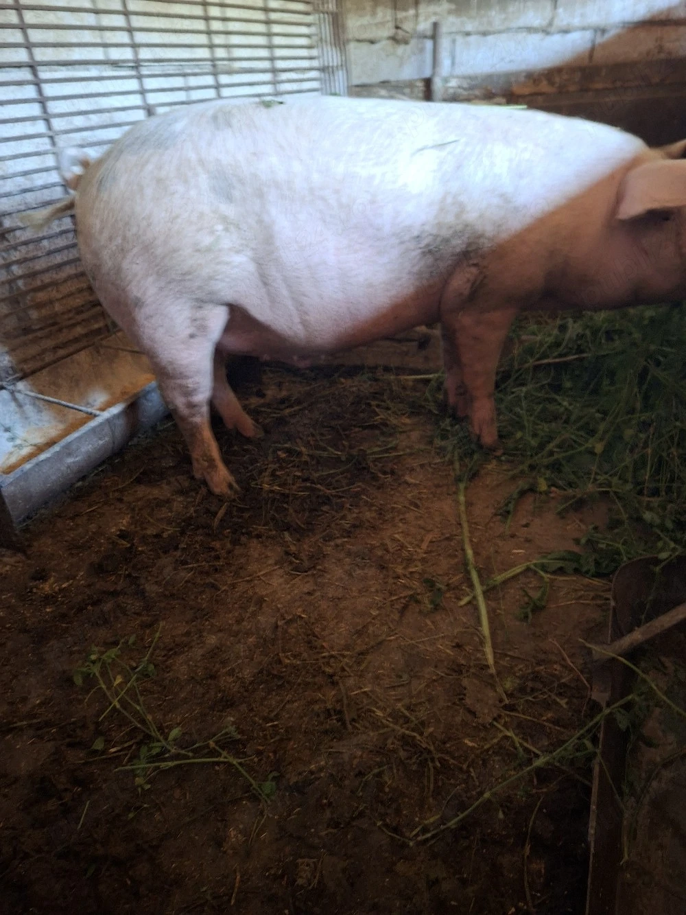 vand porc de carne 
