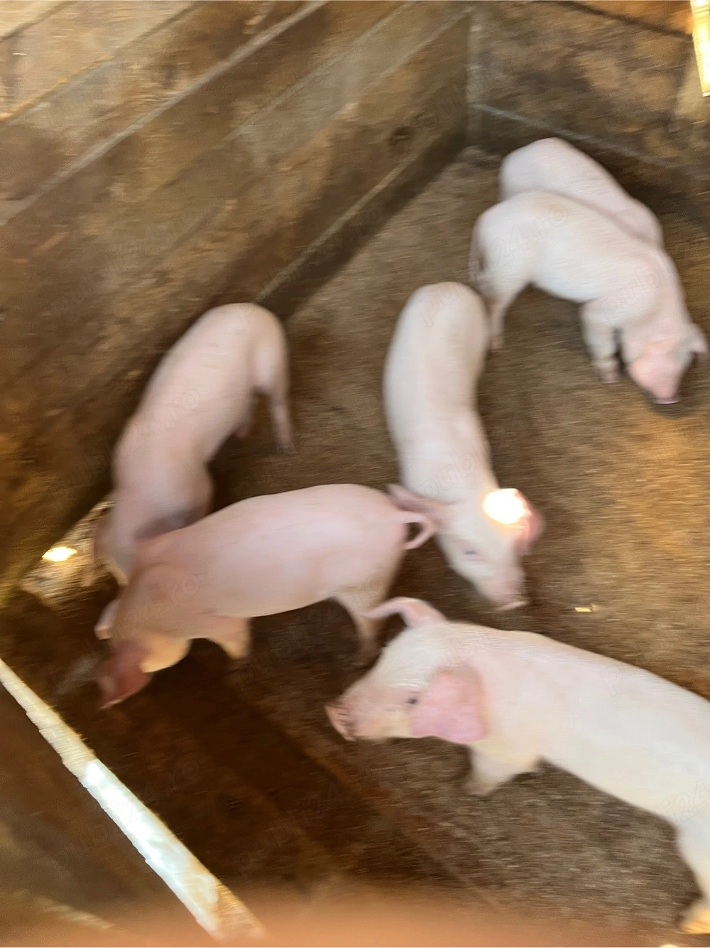     Vând purcei Landrace   sănătoși, 1 lună   preț bun!