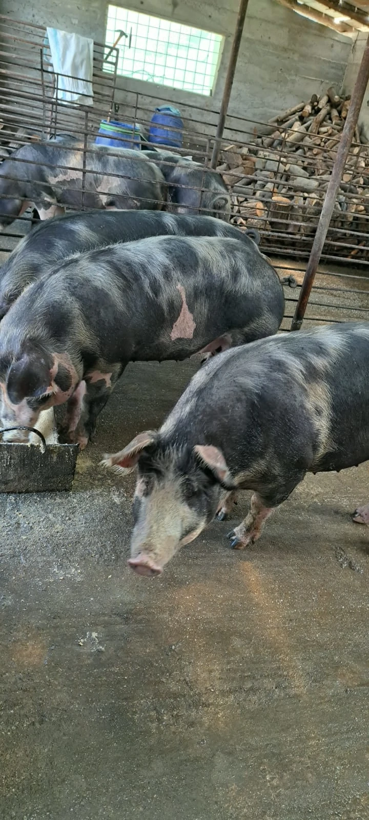 Vand porci 15 ron 