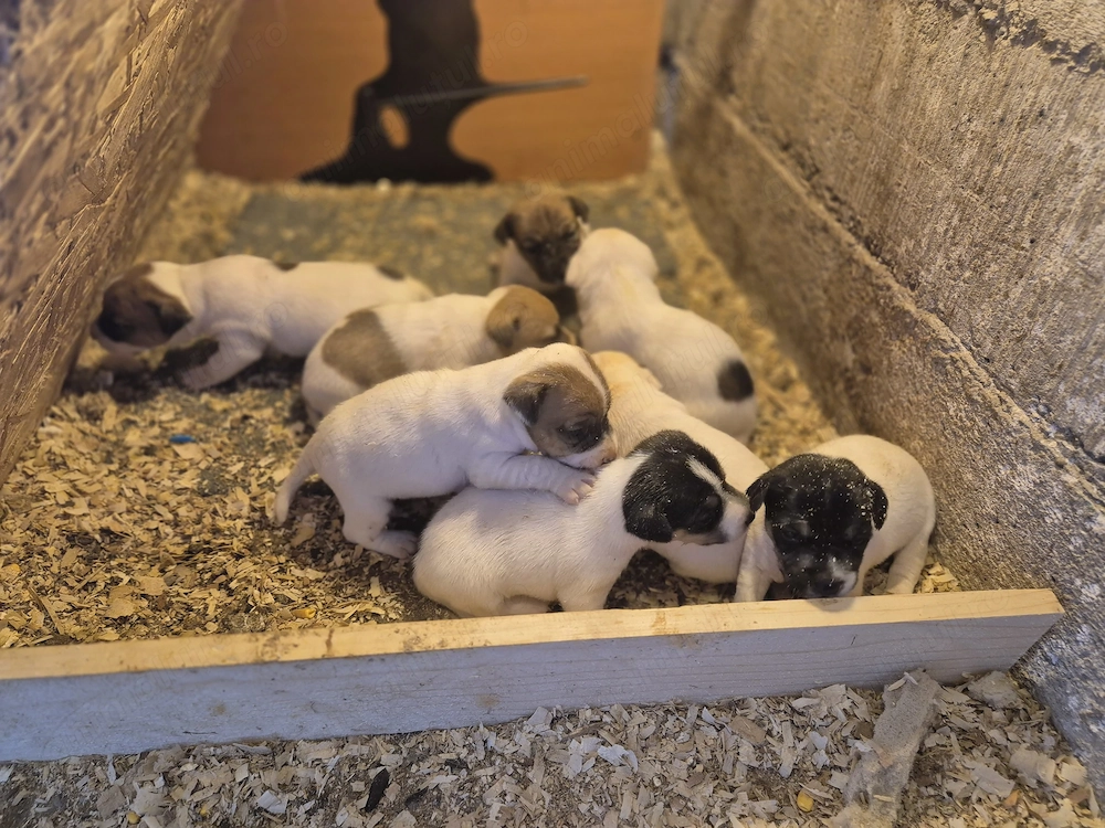 8 Jack Russel își caută stapani