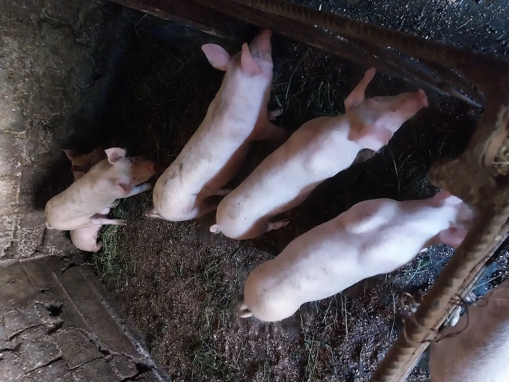 Disponibili purcei de carne rasa landras 