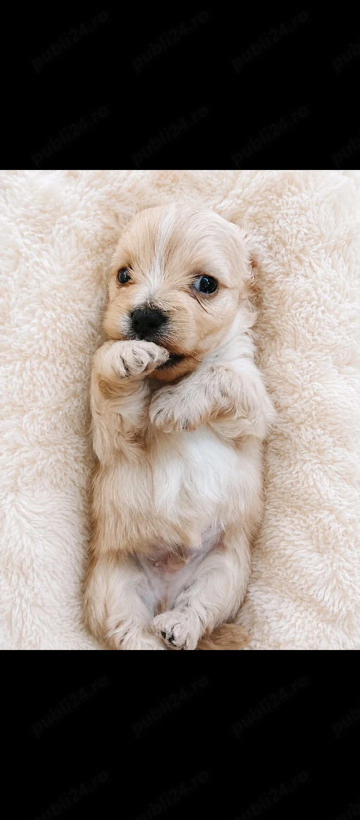 Vând bichon
