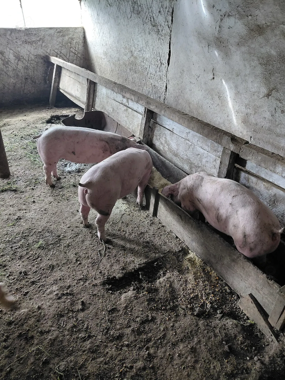 Porci de vanzare Landras