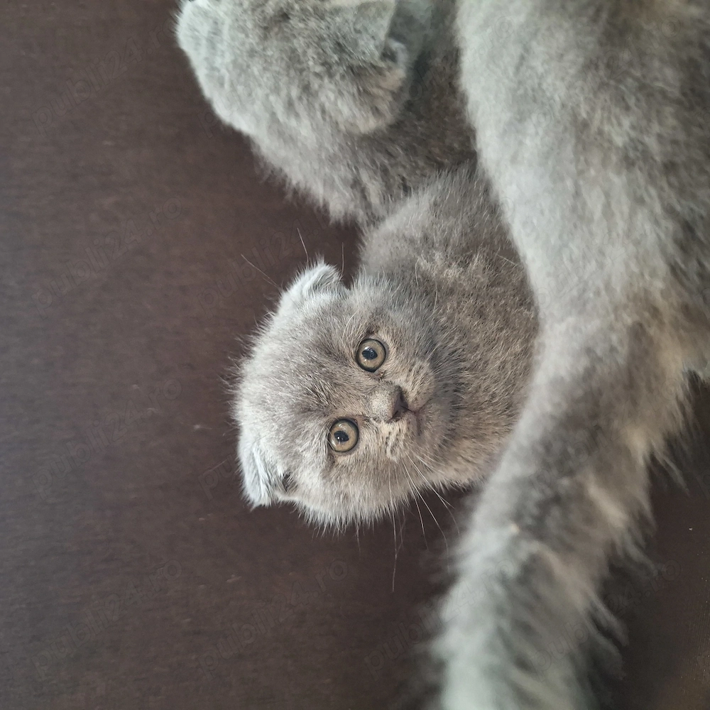 Vând pui Scottish Fold 