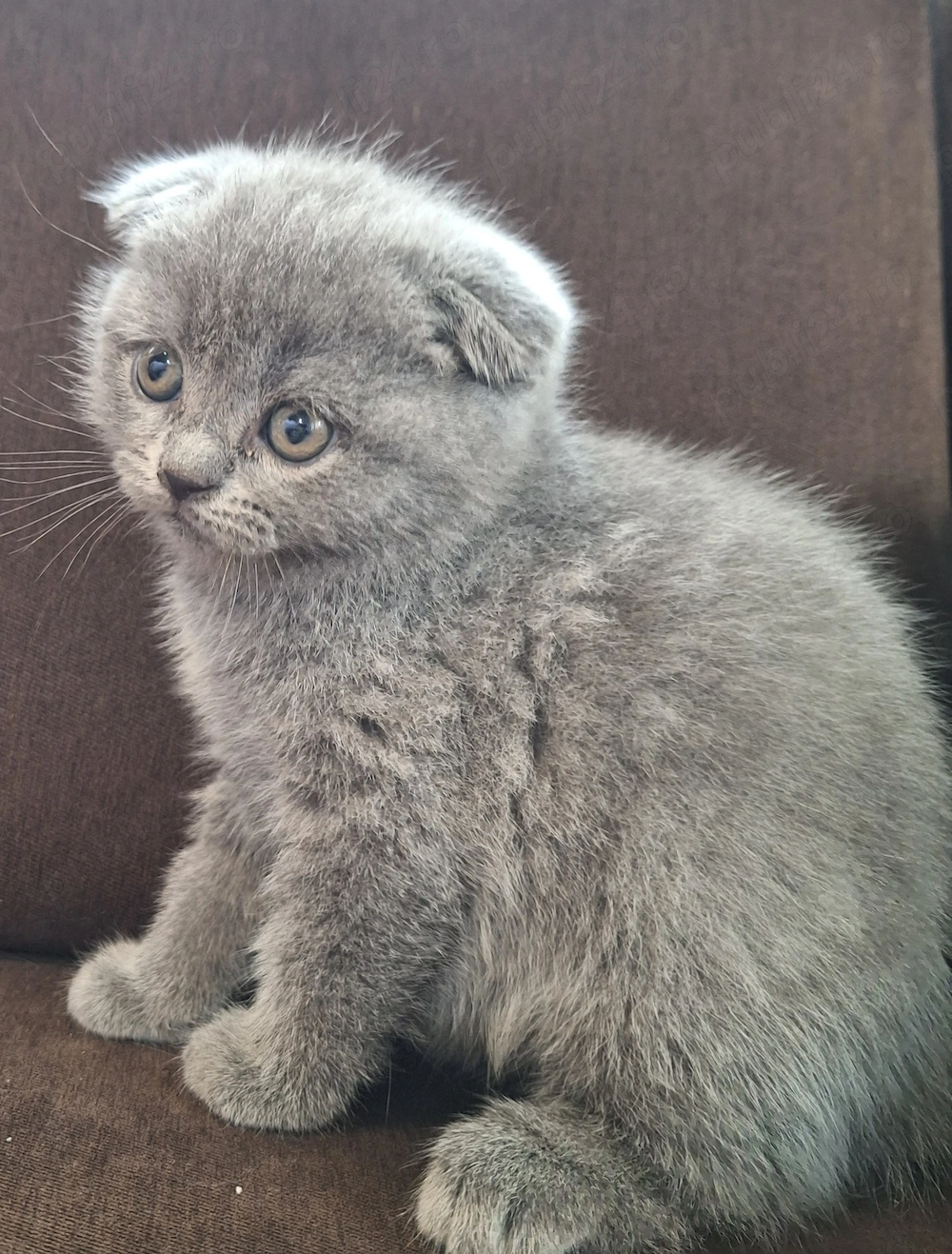 Pui Scottish Fold 