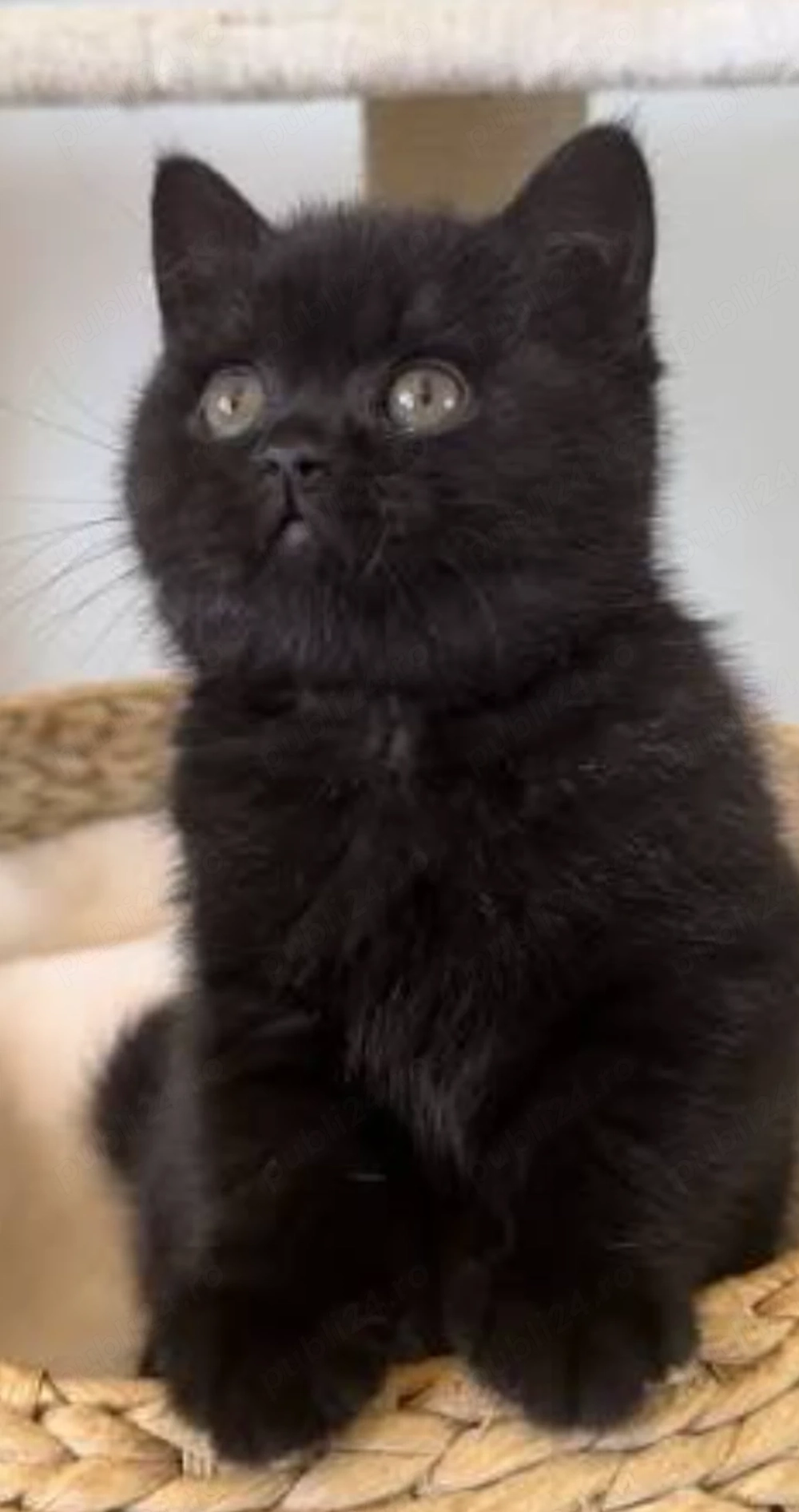 Pui british shorthair black
