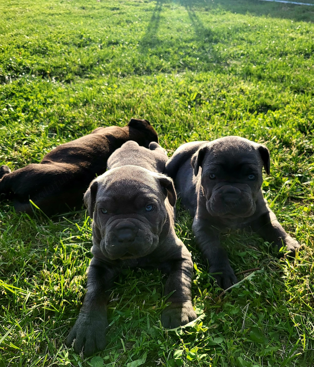 Catei cane corso blue si black