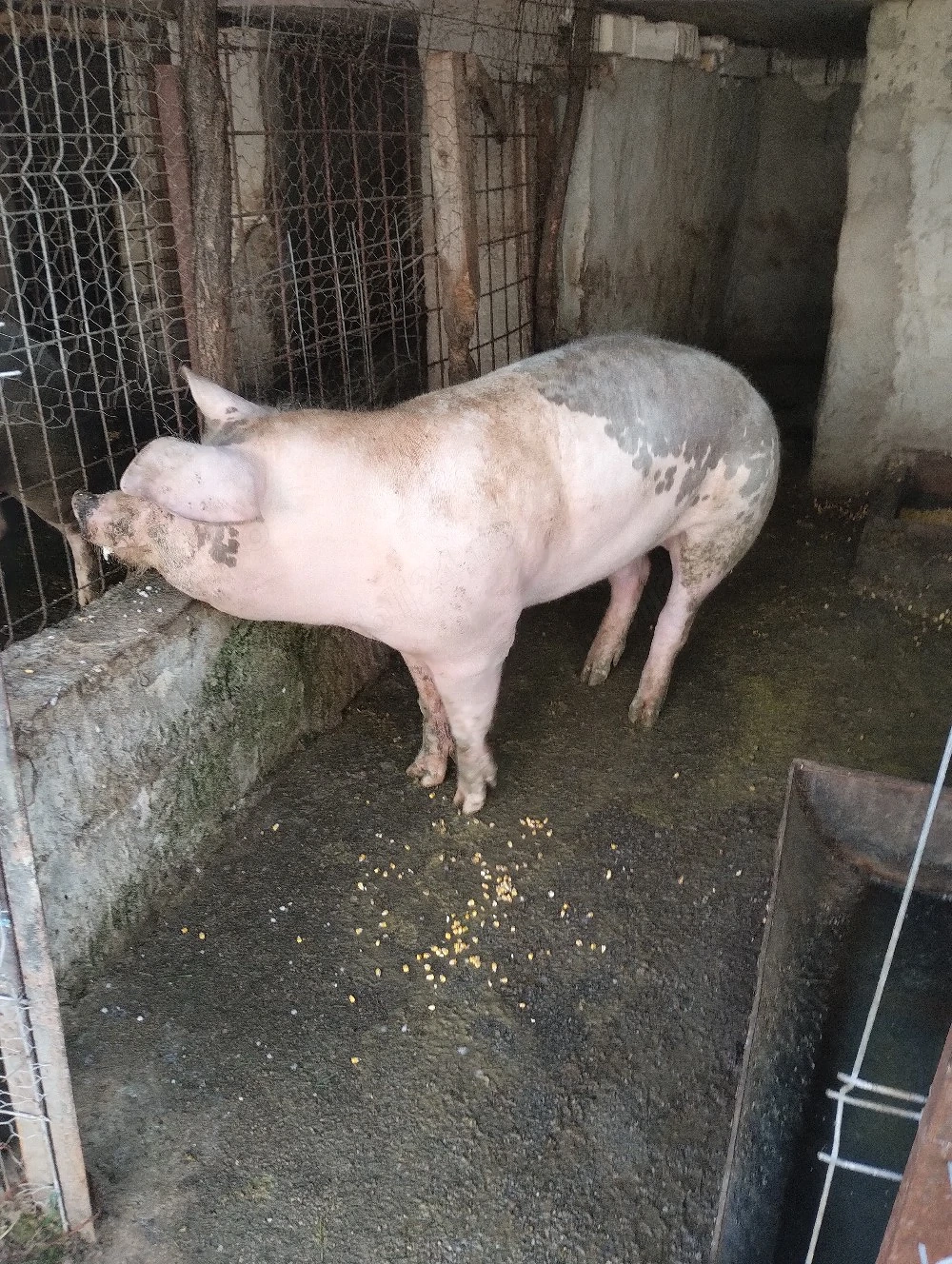porc de vânzare 