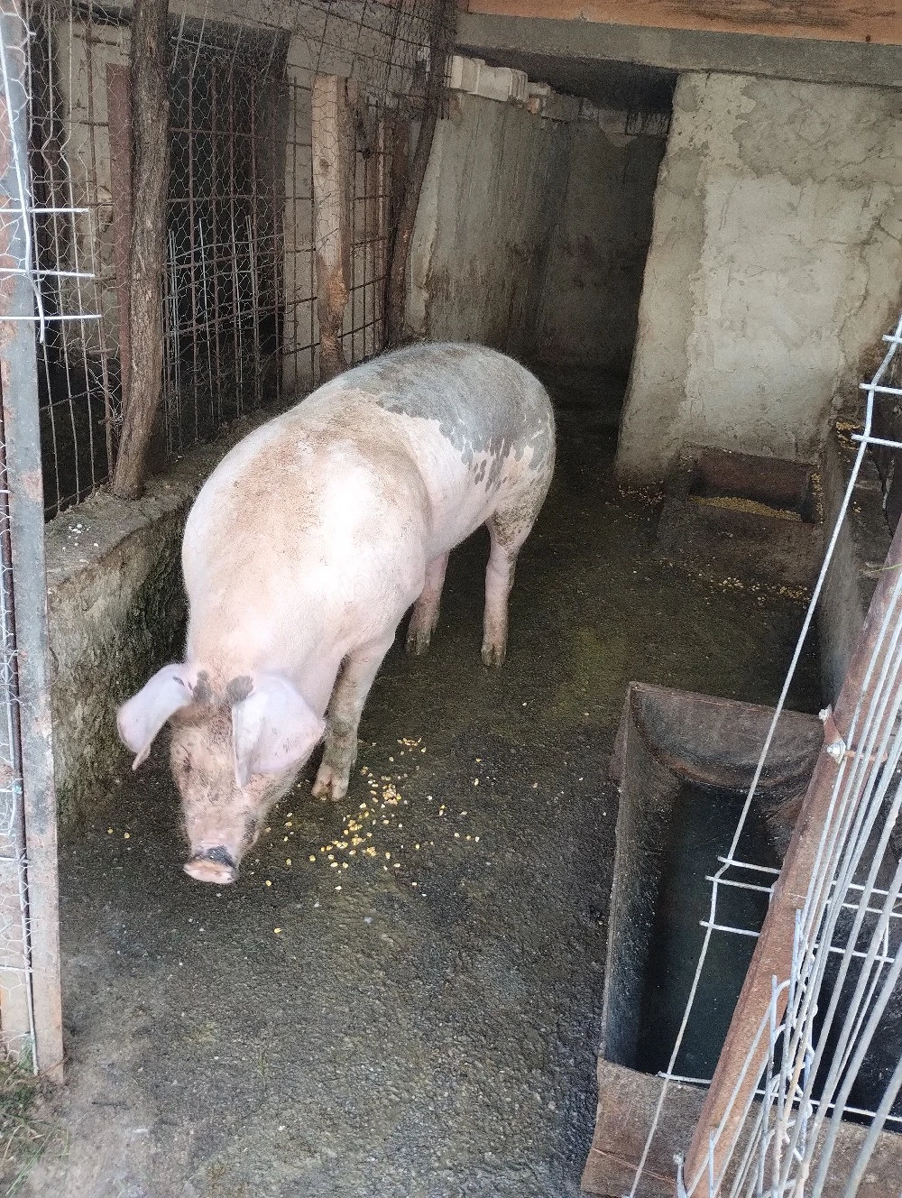 porc de vânzare 