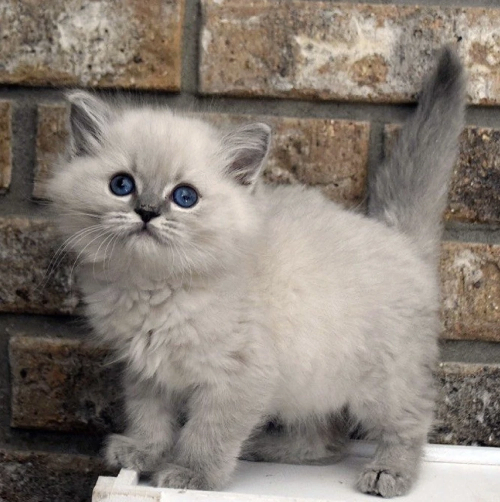 Ragdoll lynx point superb