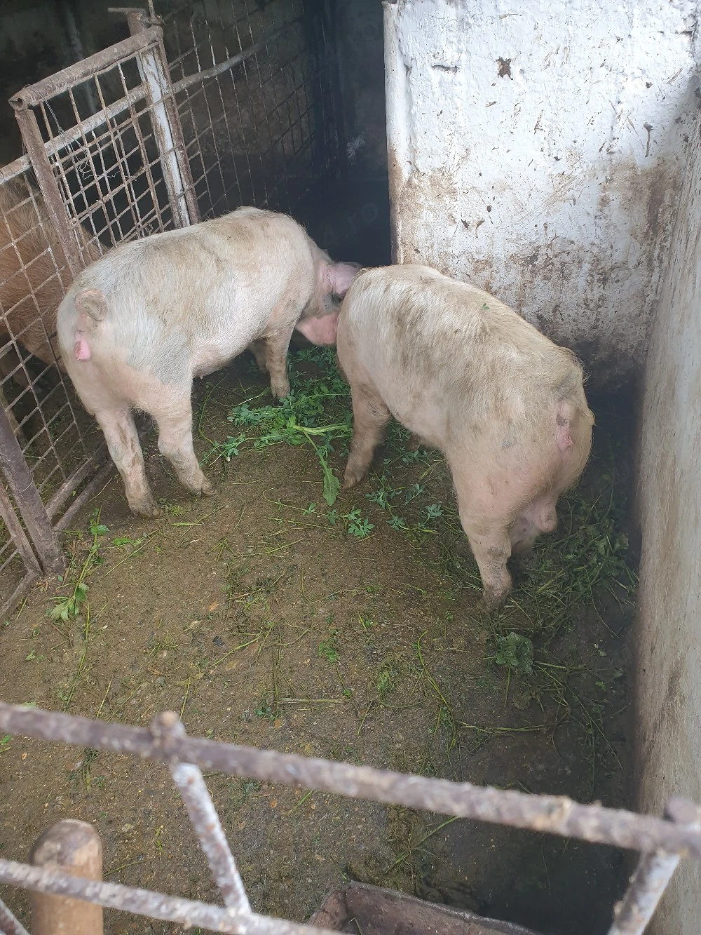de vinzare soldani și o purceaua 