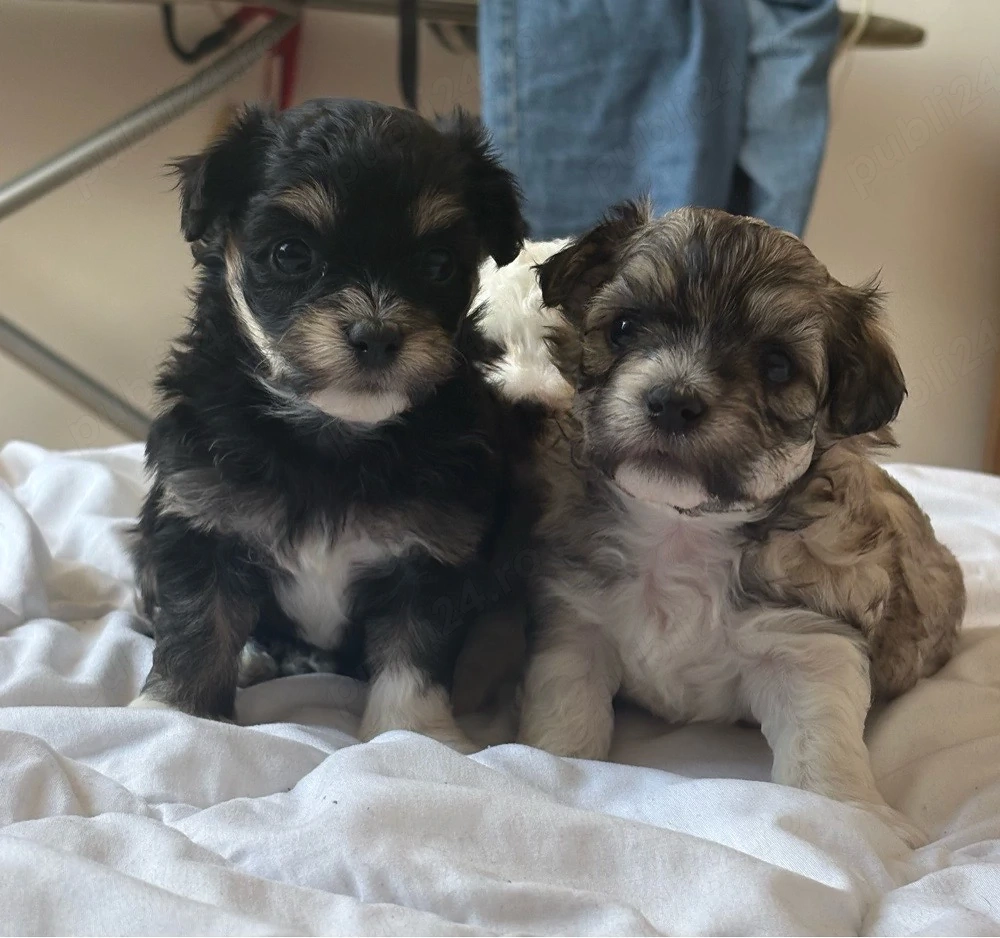 Pui Bichon Havanez   1 lună și jumătate, vaccinați și deparazitați