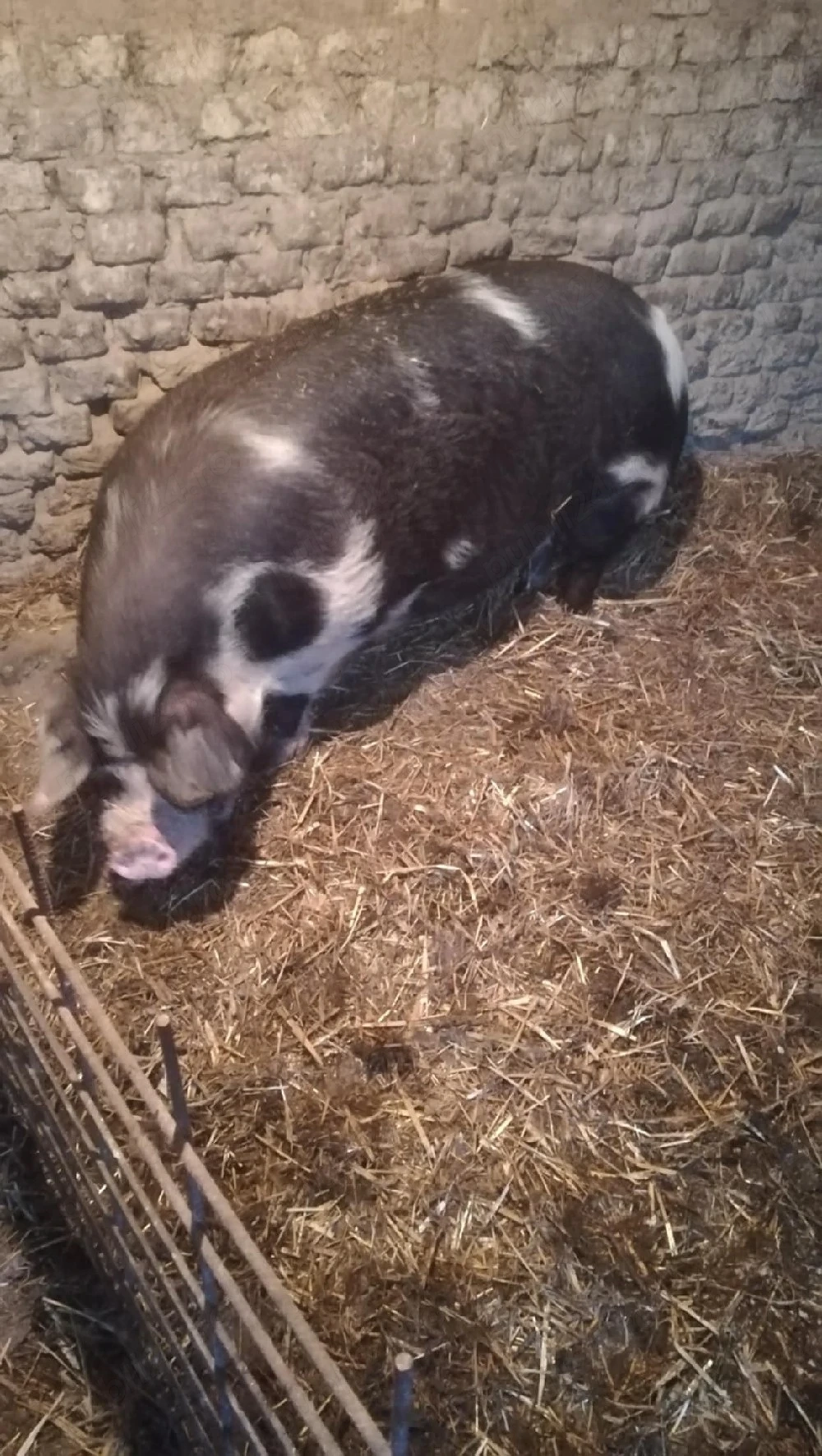 porci de vânzare 