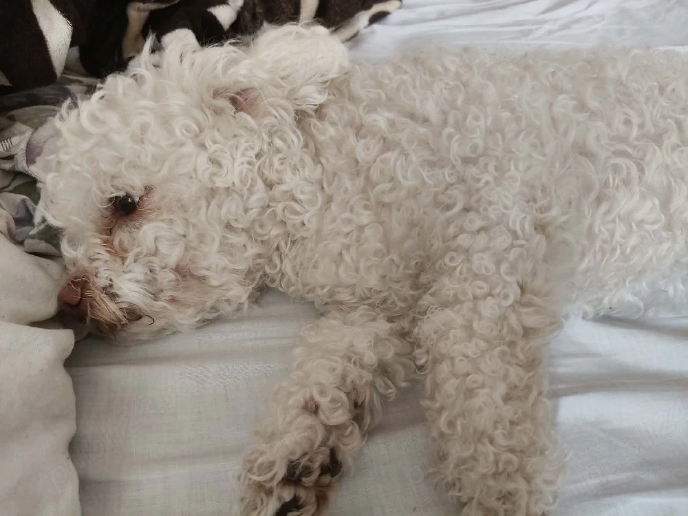 Cățelușa Bichon