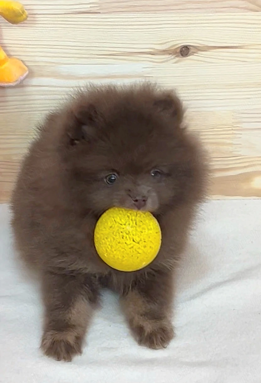 pomeranian deosebit cu pedigree