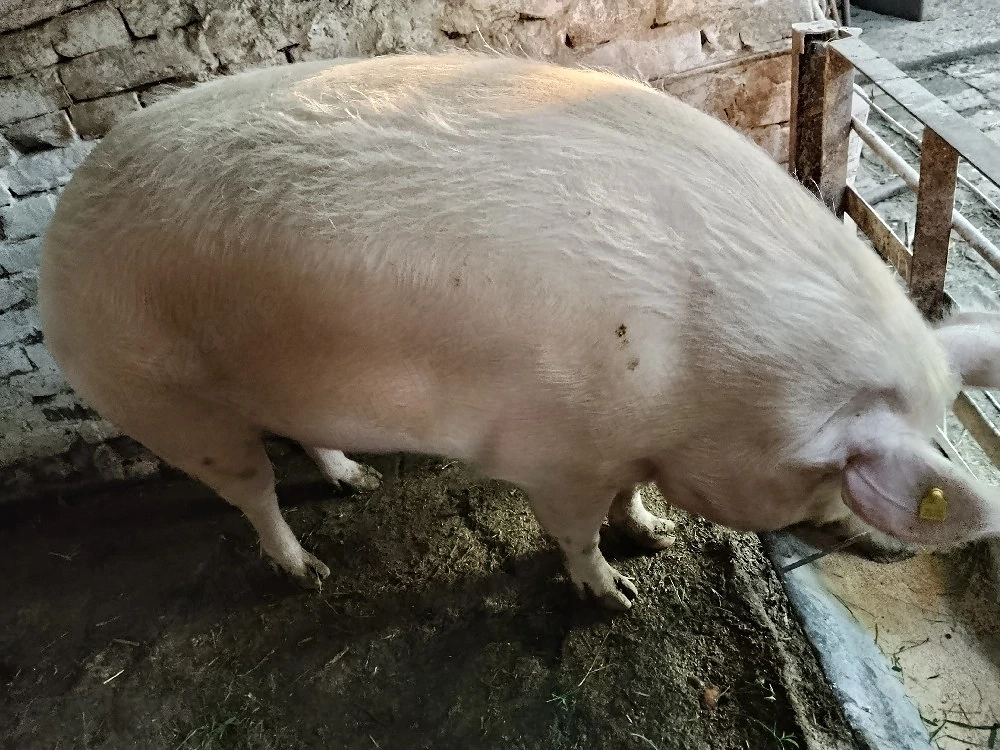 porc de vanzare