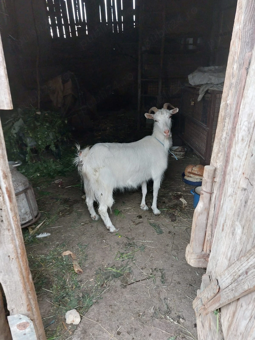 Vând capră cu doi iezi