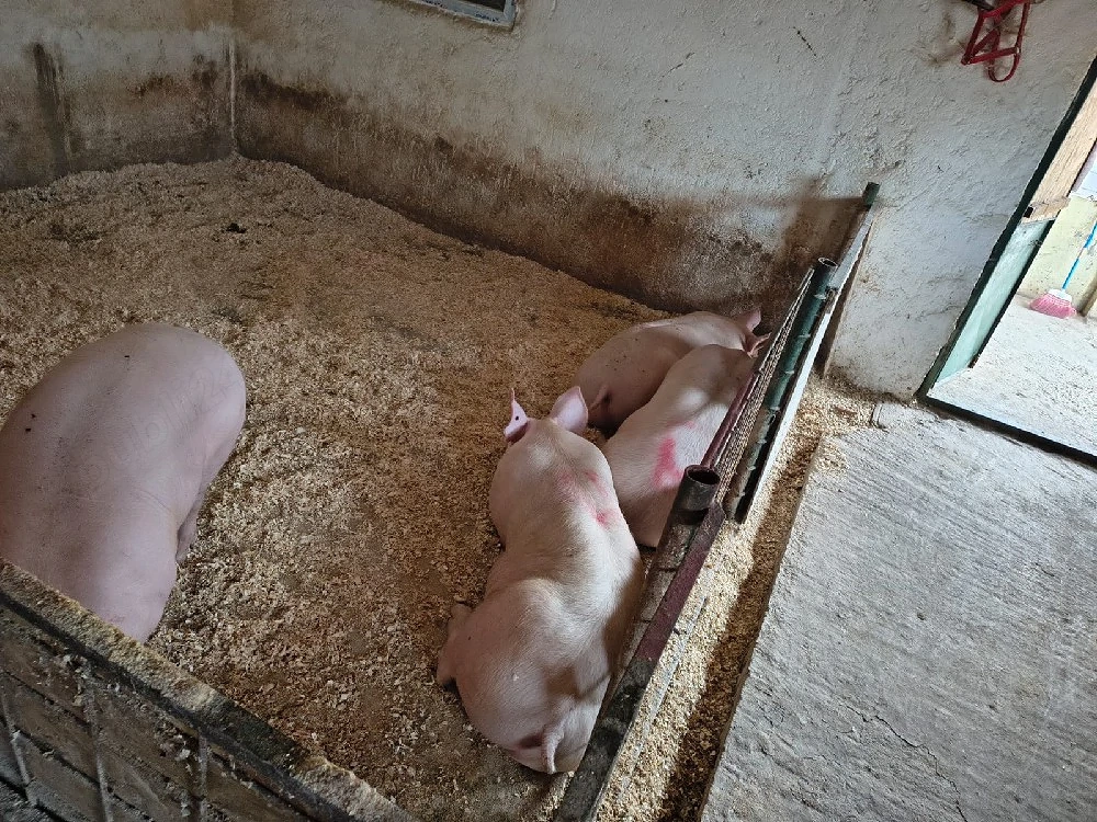 porci de vanzare