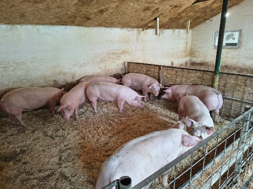 porci de vanzare