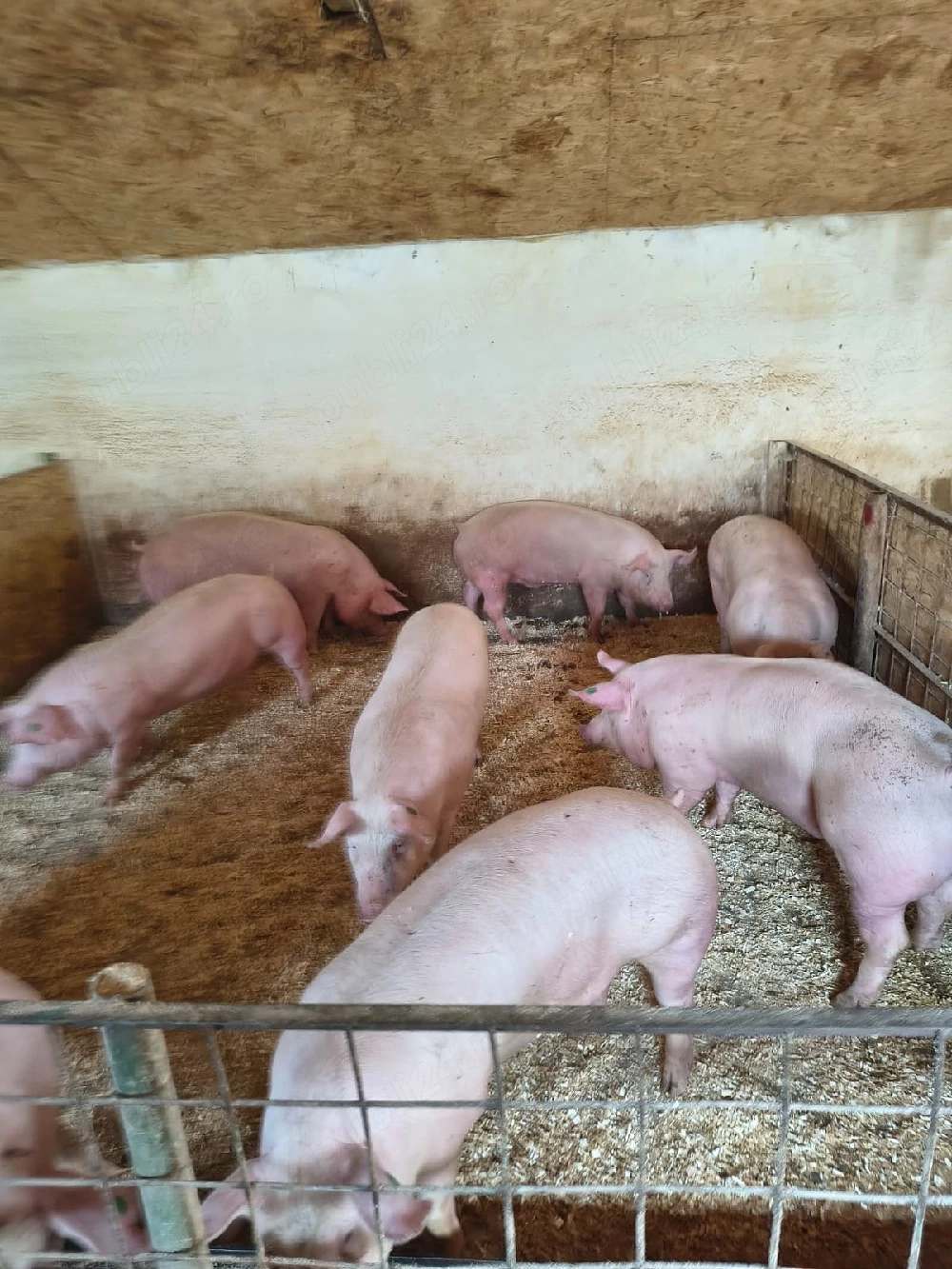 vand porci
