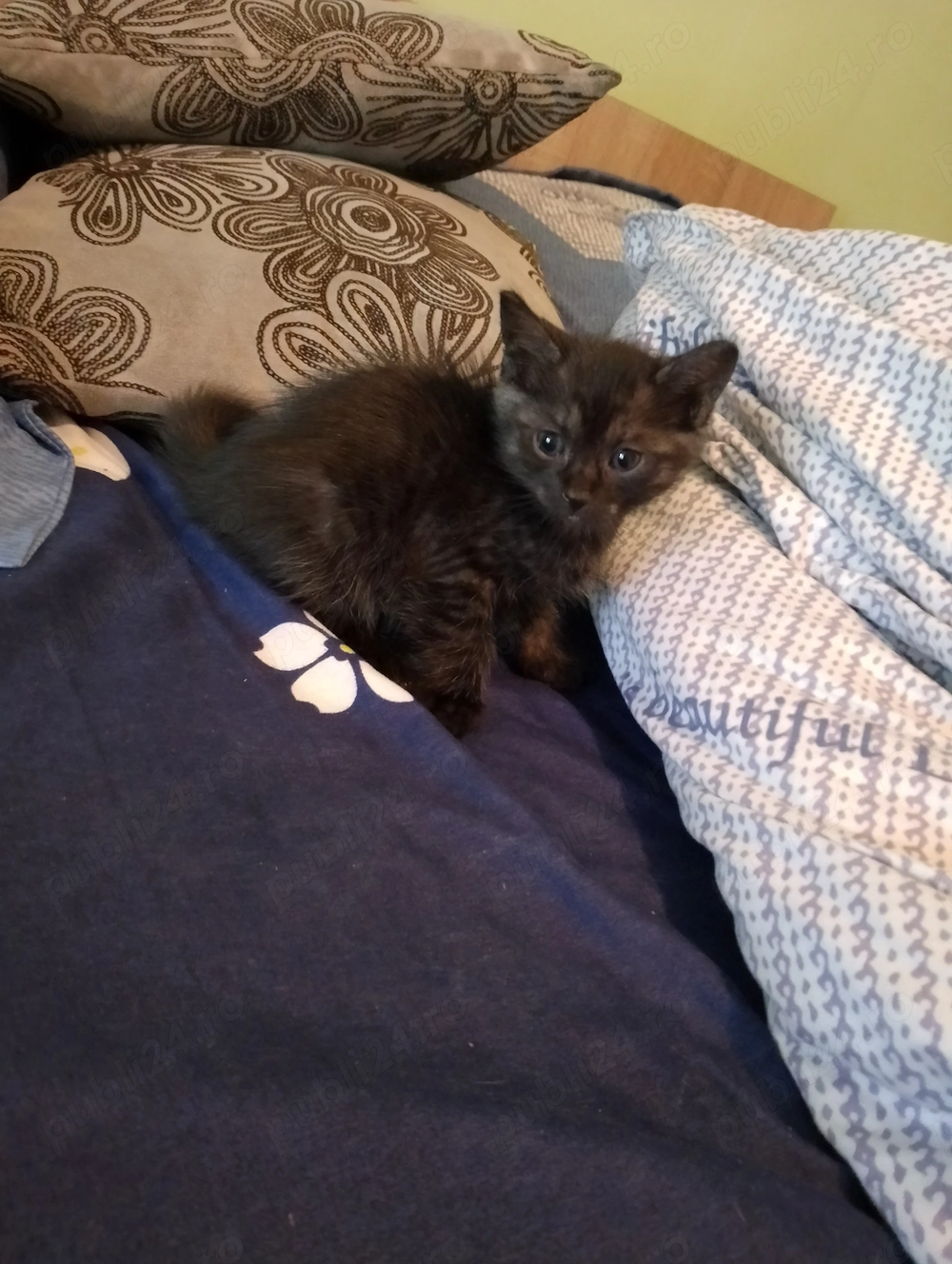 Spre adopție Fetiță și băiețel frățiori !