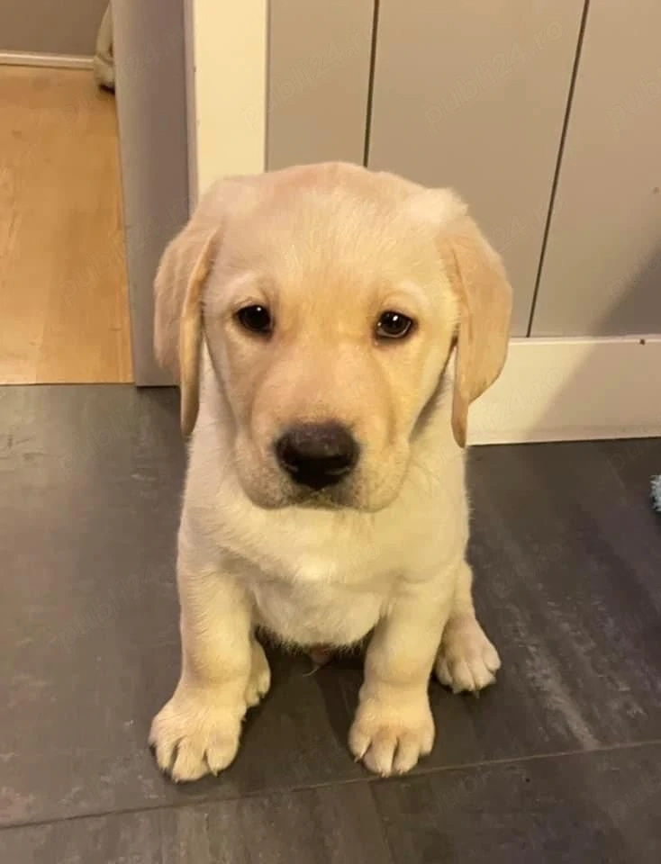 Labrador  retriever puișori