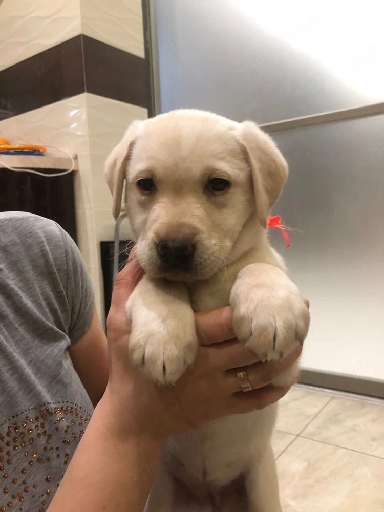 Labrador retriever puiuți superbi 