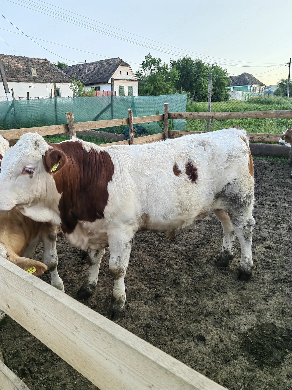2 tauri si 1 vitea
