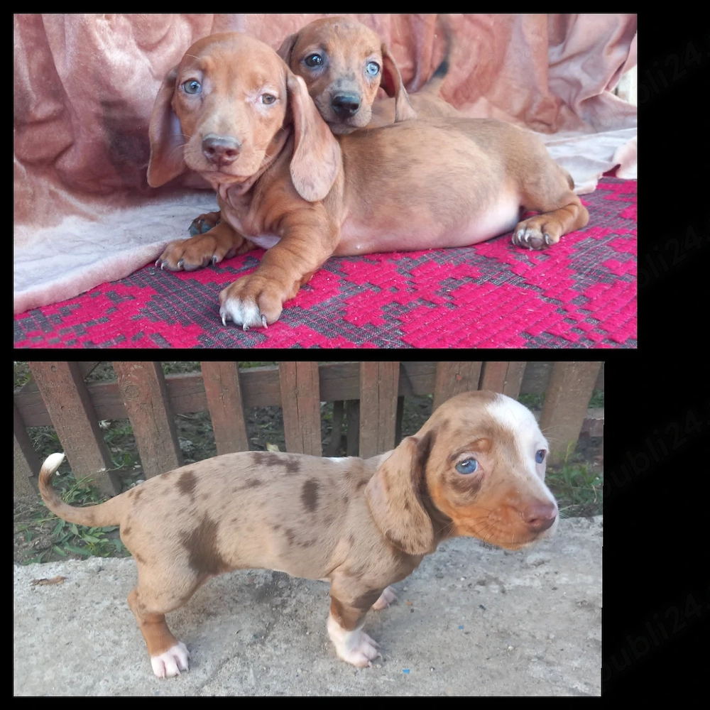 Căței Teckel arelchin    merle ( tekel,techel,teckal,dachshund)