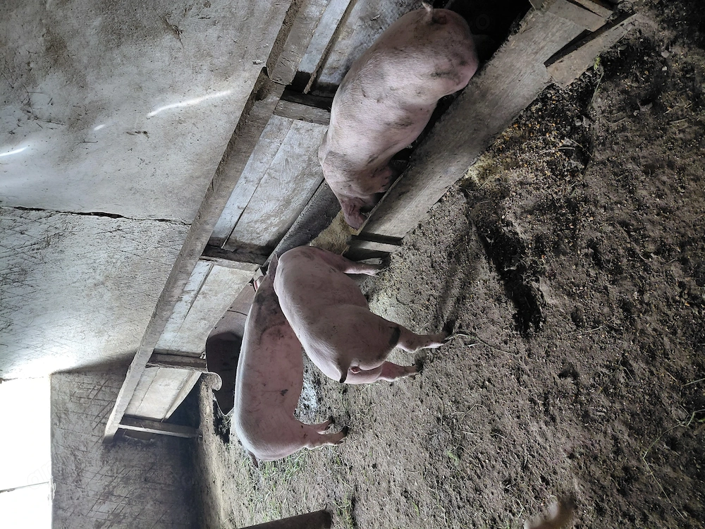 Porci de vanzare rasa Landras