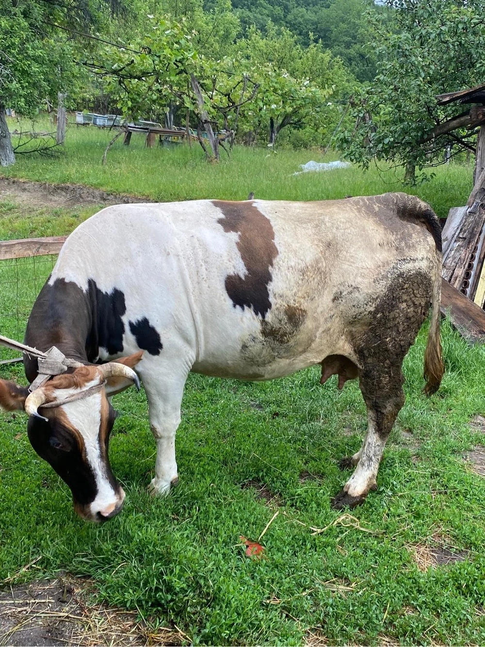 vaca gestanta