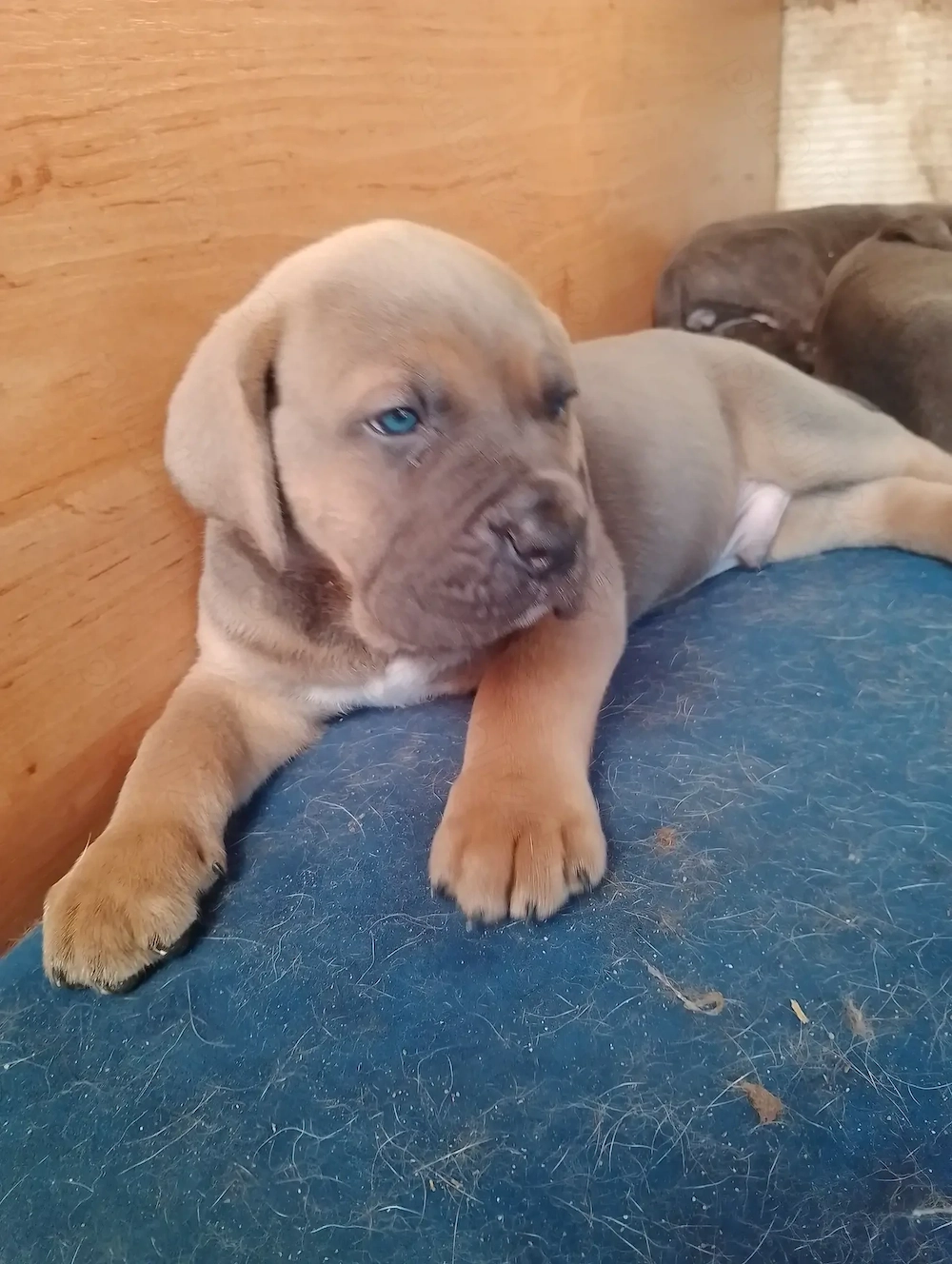 Căței Cane Corso, gri și formentino