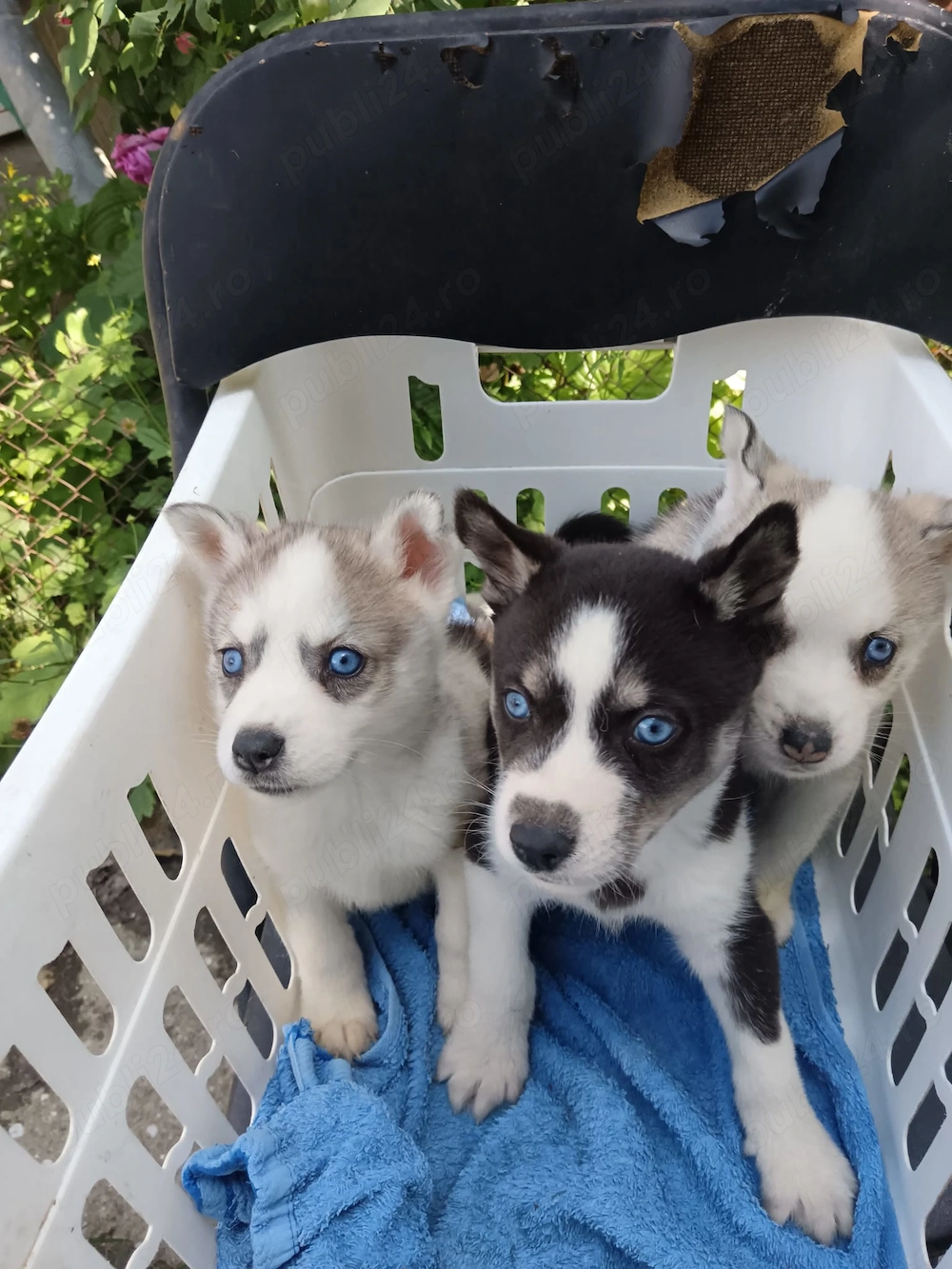 Vând puiuți Husky