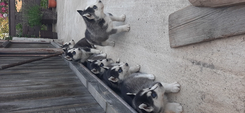 Catei husky cu ochii albastri