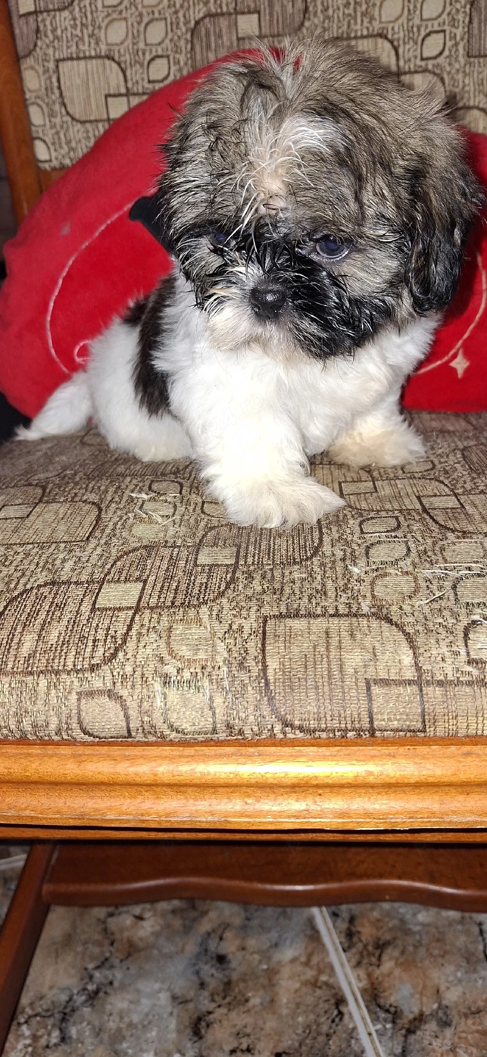 Shihtzu fetita
