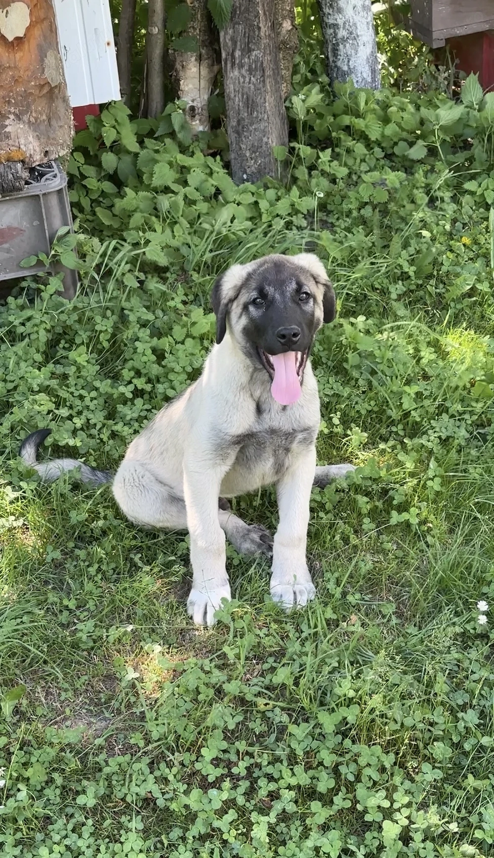 Kangal mascul