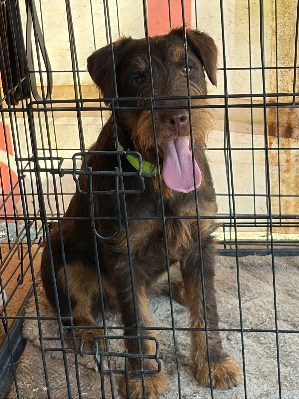 Femela JagdTerrier jagd terrier