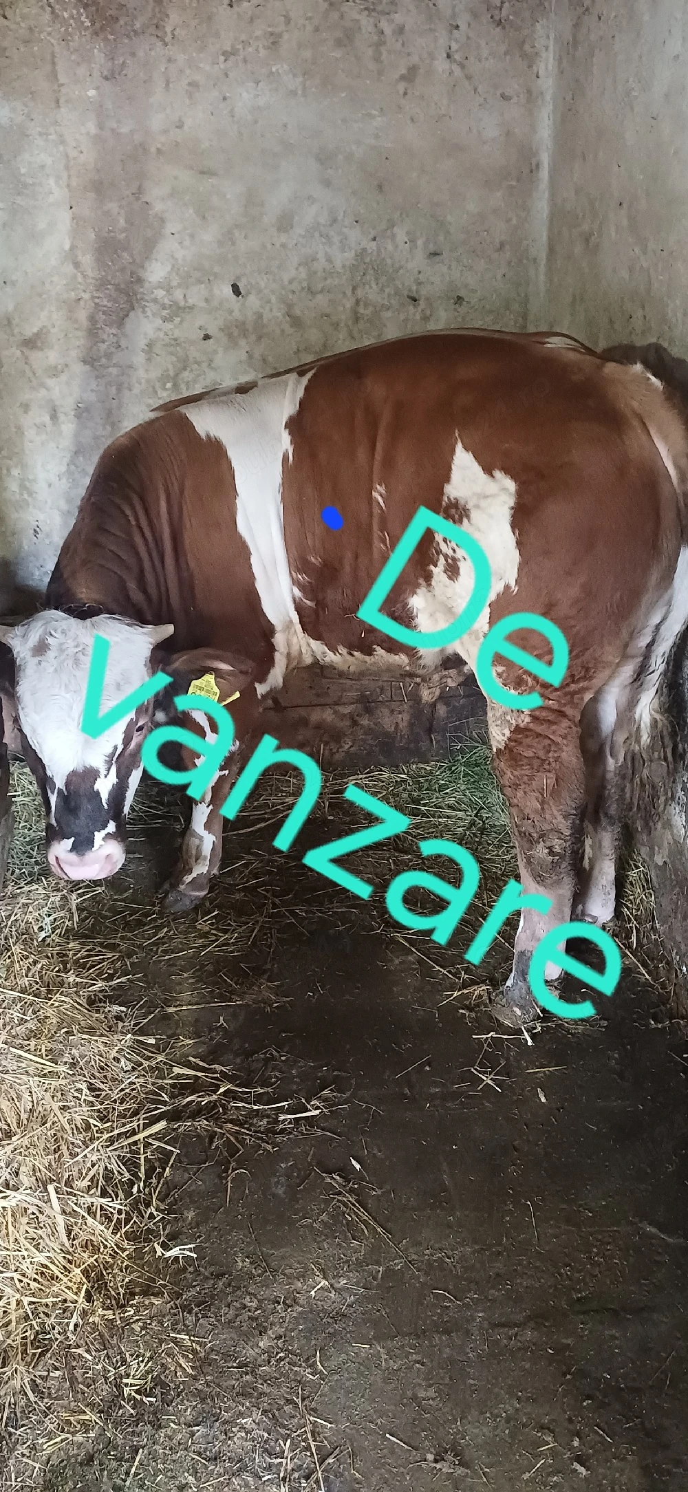 vitel si vitea