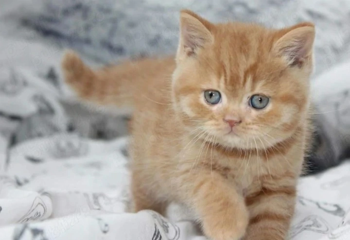 British Shorthair 