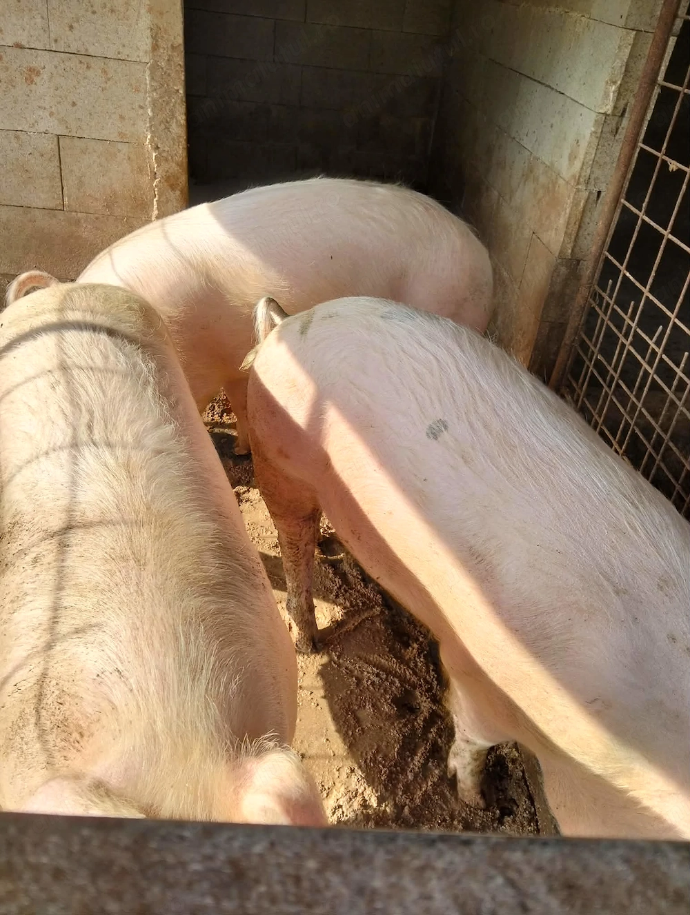 Porci de vanzare 