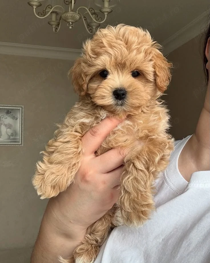 Maltipoo băieței și fetițe 