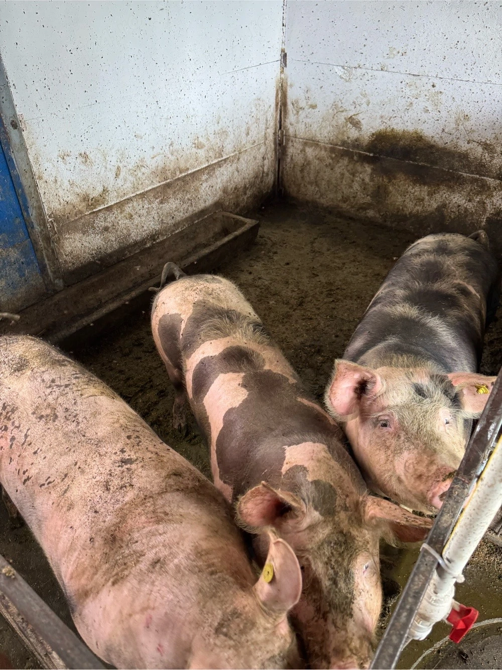 Porci de vanzare! 