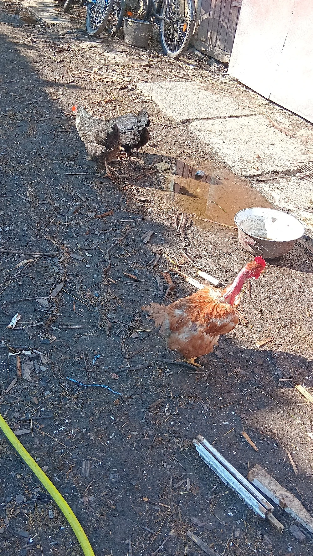 vănd urgent păsări de casă 1+1