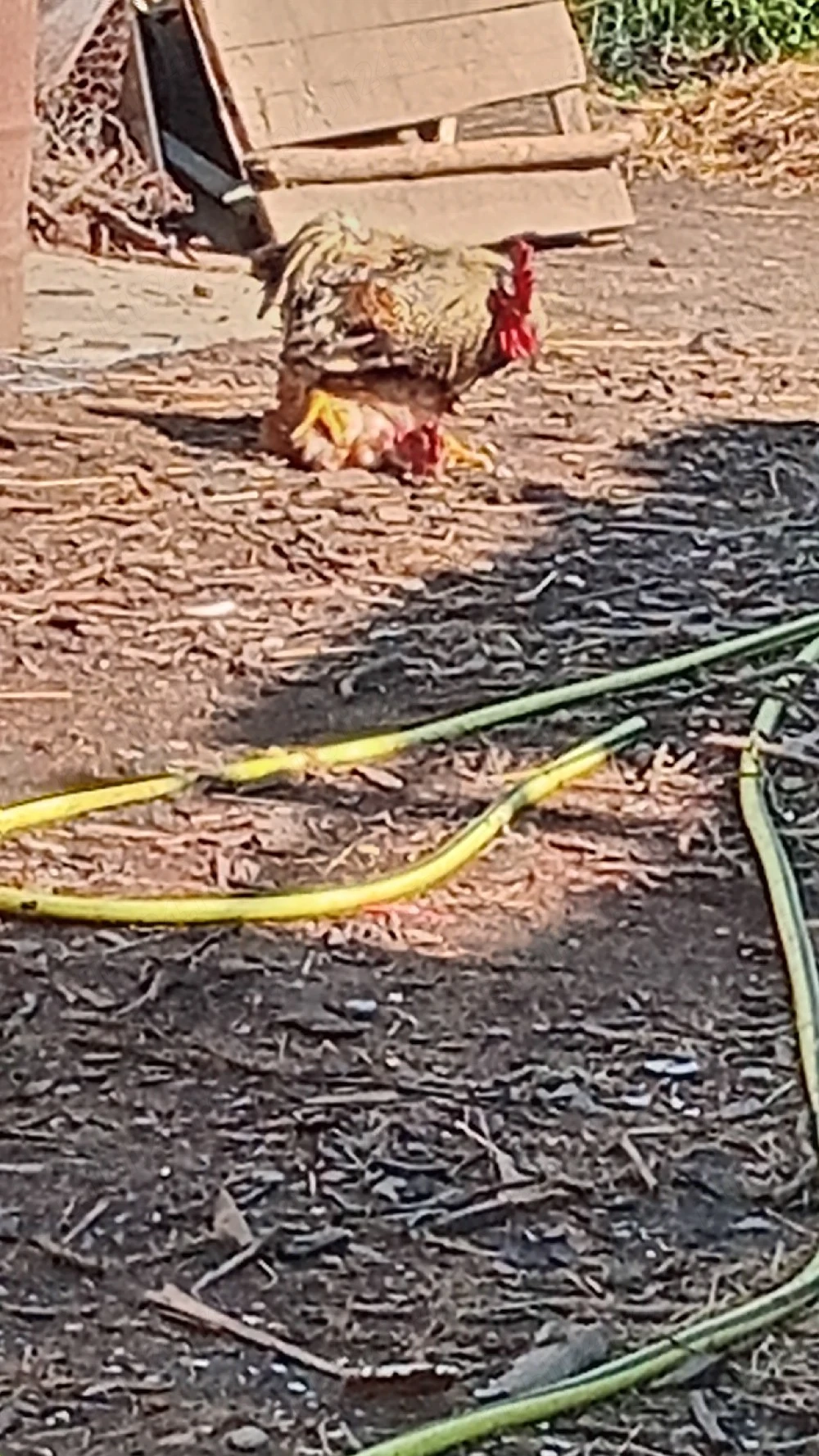 vănd urgent păsări de casă 3+1