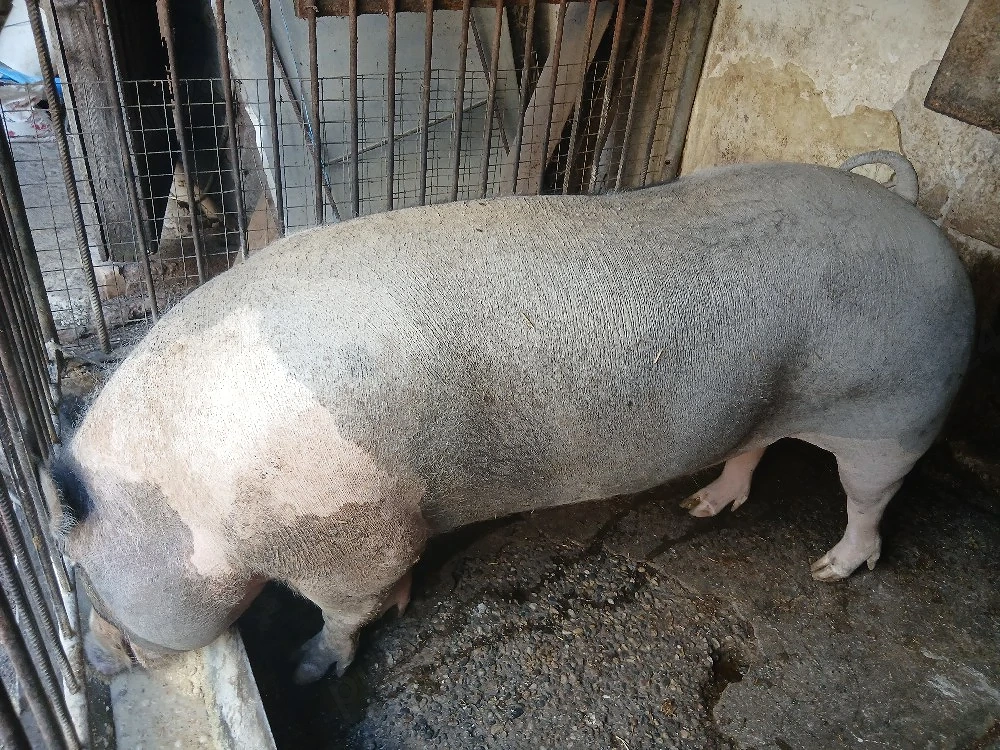 porc de carne 